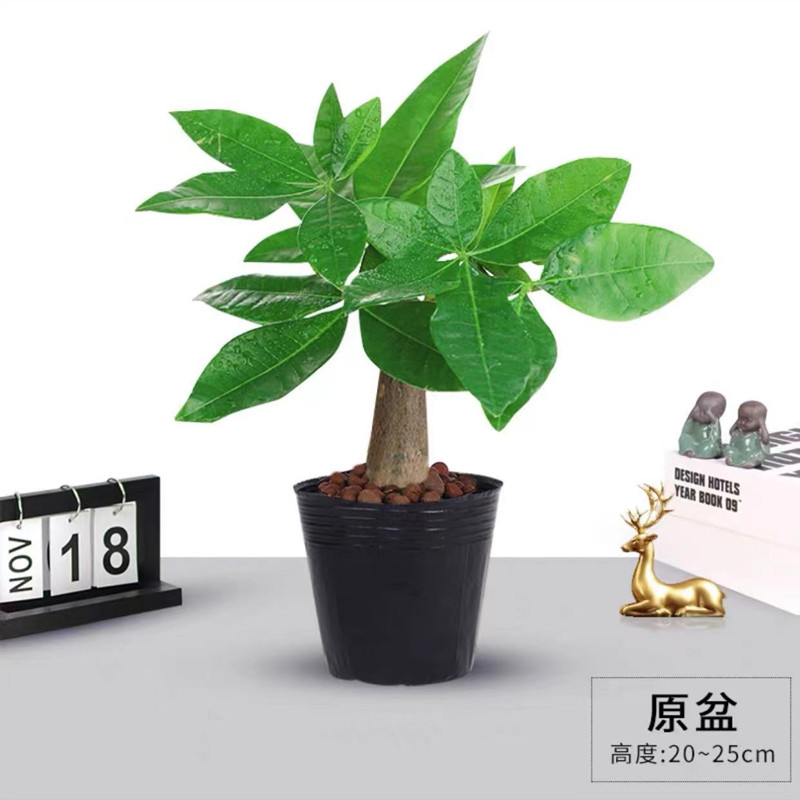 开时果 KaiShiguo Plants 发财树盆栽 20厘米 精品发财树+原生盆 8.31元