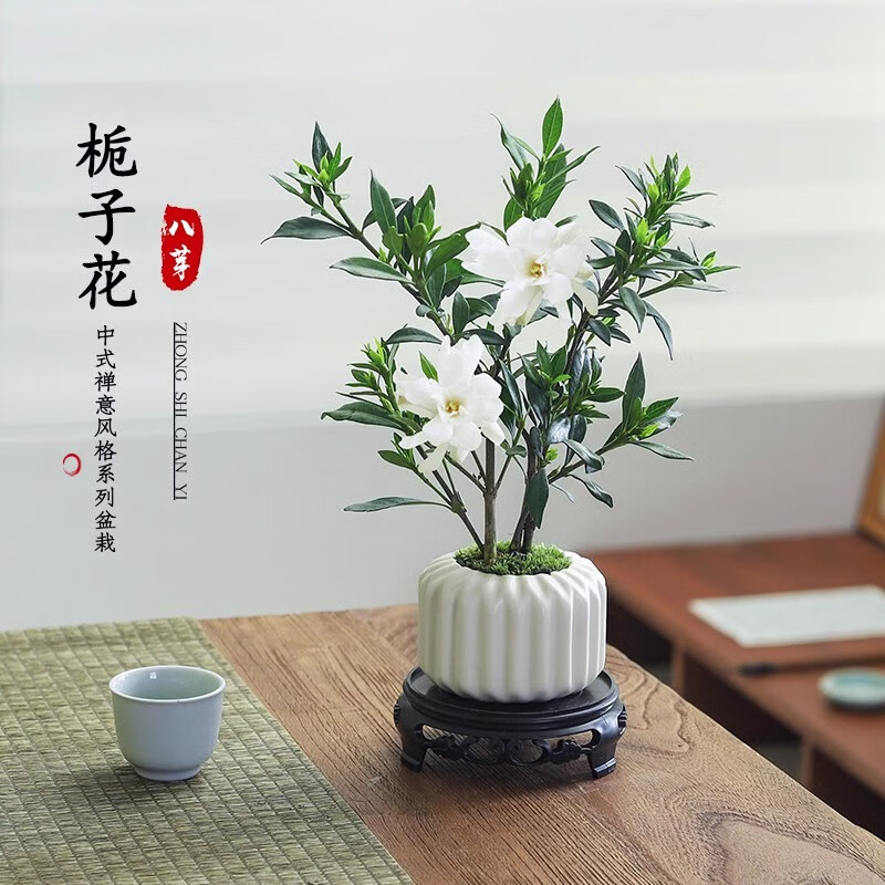 八芽 小叶栀子花盆栽开花植物室内桌面茶几好养花卉绿植办公室净化空气 小叶栀子花-陶瓷竖纹盆 带盆栽好 8.7元 - 线报酷