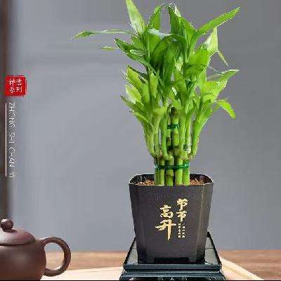 京喜 富贵竹盆栽植物荷花竹+节节高升盆+圆底座 2件 3元(买一送一折1.5元/件)
