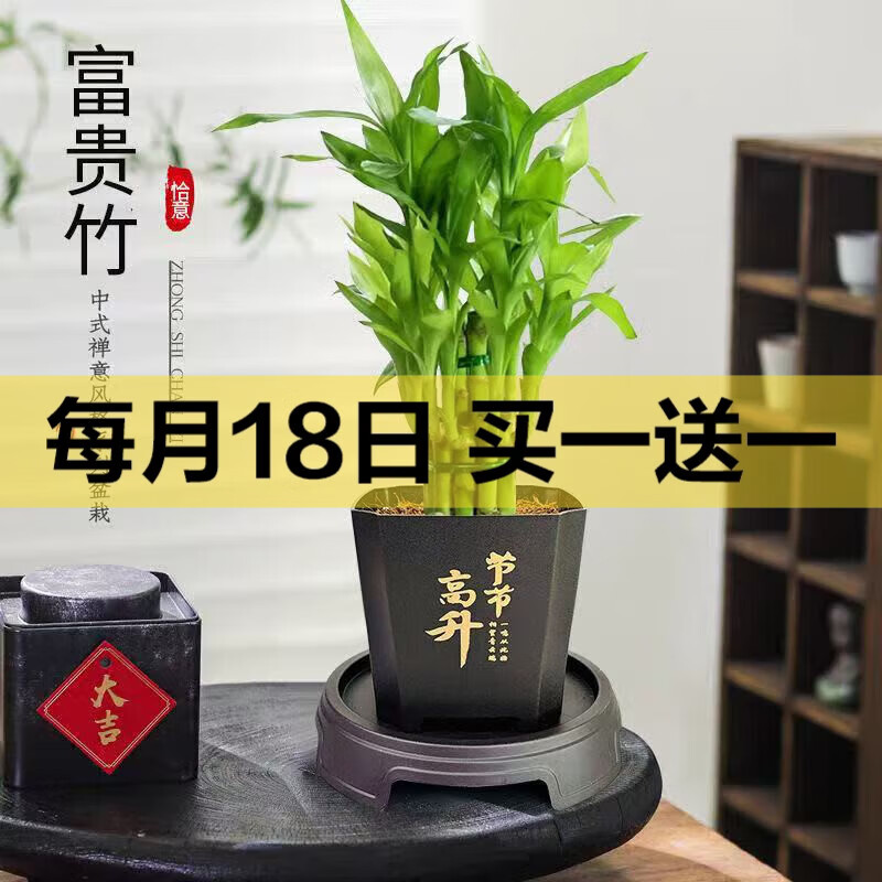 京喜 富贵竹盆栽植物 荷花竹+节节高升盆+圆底座 3元