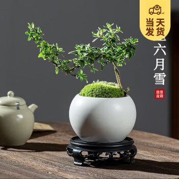 KaiShiguo Plants 开时果 悬崖六月雪盆栽 白玉陶瓷盆+苔藓+底托 ￥16.9