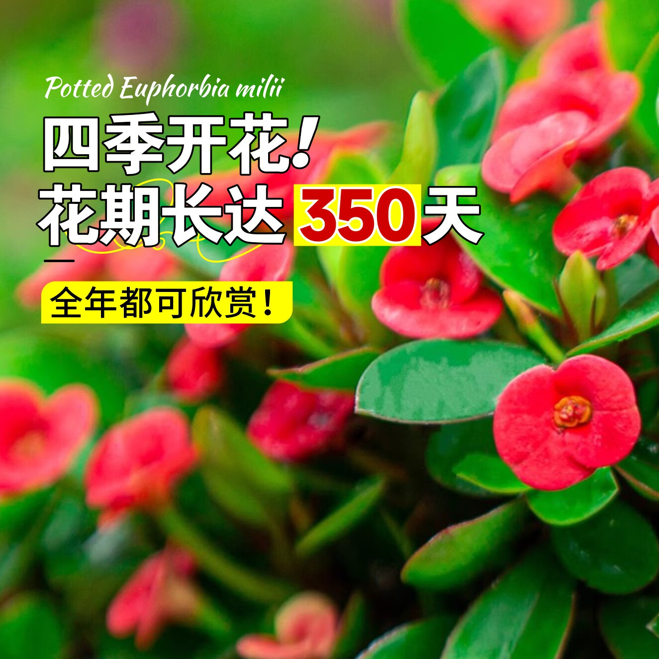 开时果 带花 铁海棠盆栽 紫砂盆 圆底托 舍得紫砂盆 10.8元