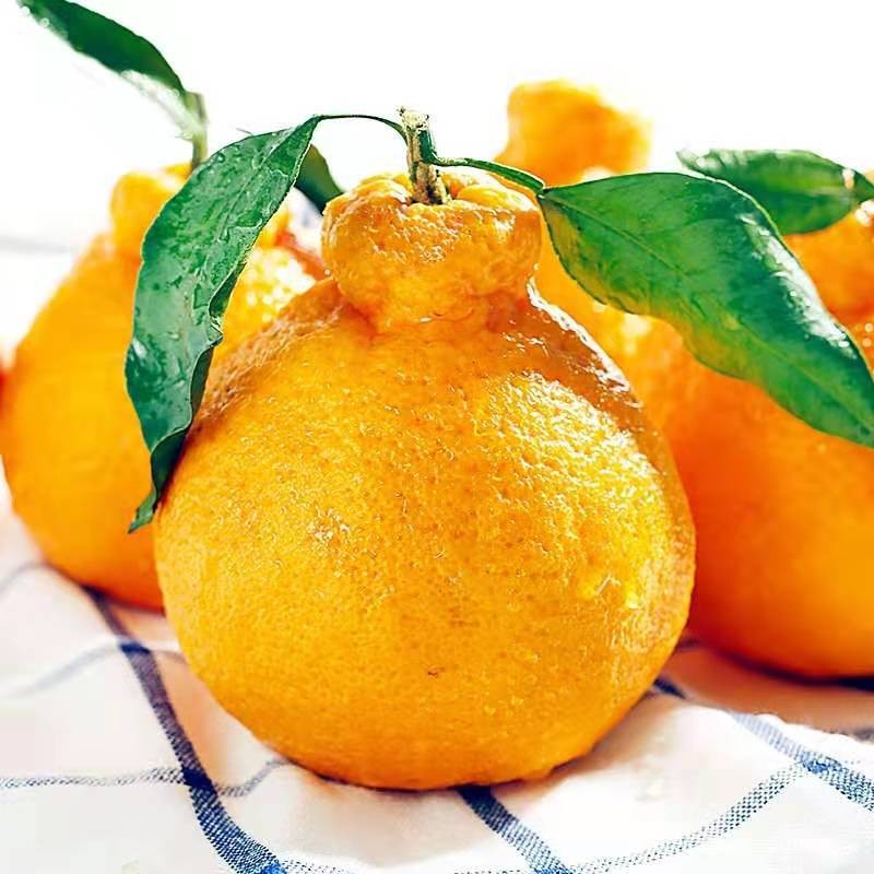 美得乐 不知火丑橘 中果（65-75mm）5斤装 28.9元（需用券）