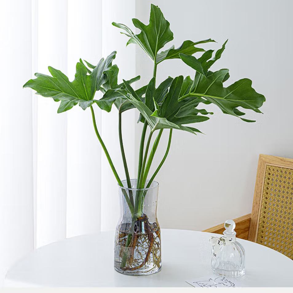 壹植 春羽水培植物盆栽 精品水培春羽/40-50cm1棵-送养液 7.49元（需领券）包