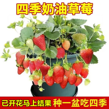 欧悟 四季草莓苗 高度15-20cm ￥4.75