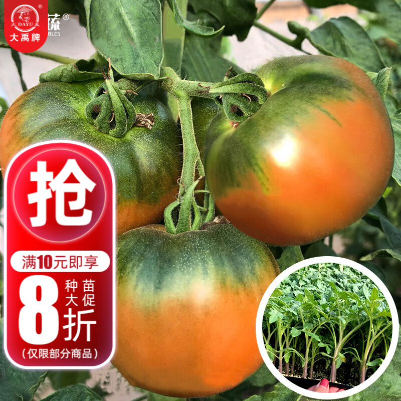 大禹 大粉番茄苗种子 (铁皮柿子)草莓番茄苗 6棵 12元