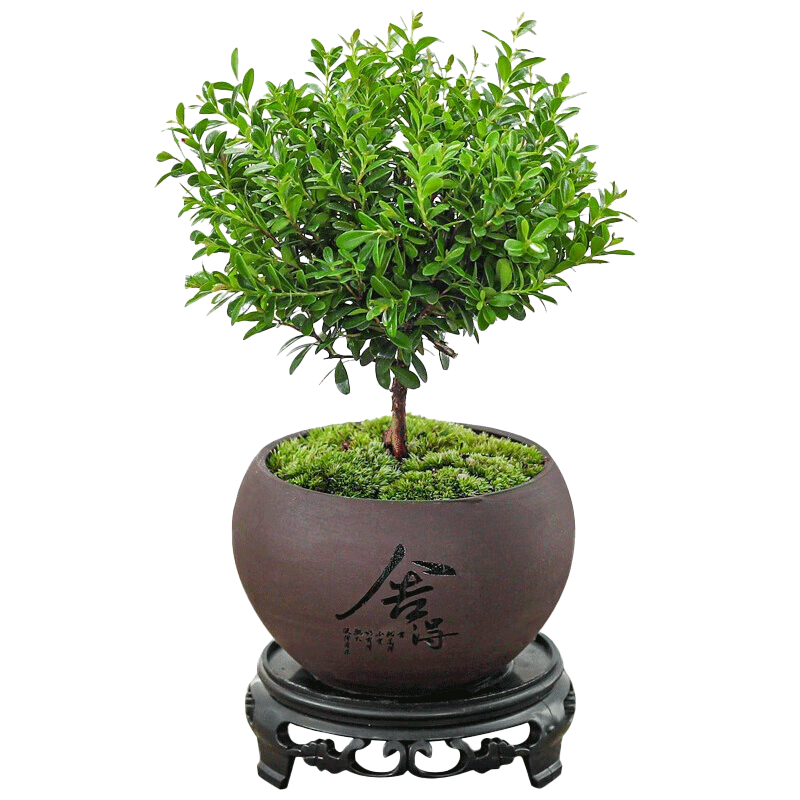八芽 小叶赤楠盆景 6.8元(需领券)