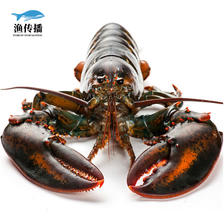88VIP：渔传播 波士顿大龙虾加拿大海鲜 鲜活2只龙虾 160.55元