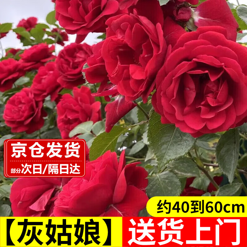 樱霞 爬藤蔷薇苗藤本月季花苗中苗源头直发 25元（需买2件，共50元）