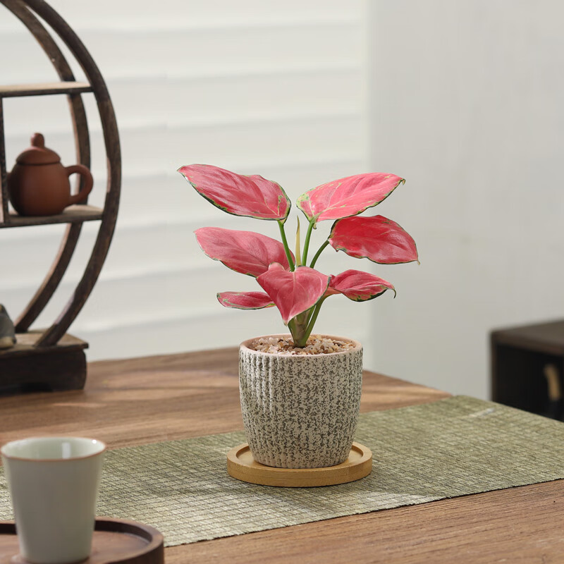 八芽 迷你吉利红-星徽渐变盆-竹底托 9.88元