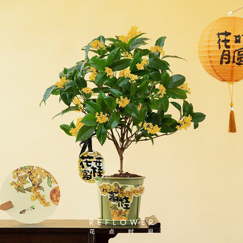 花点时间 室内盆栽 富贵有喜 四季桂盆栽 54.9元（需用券）