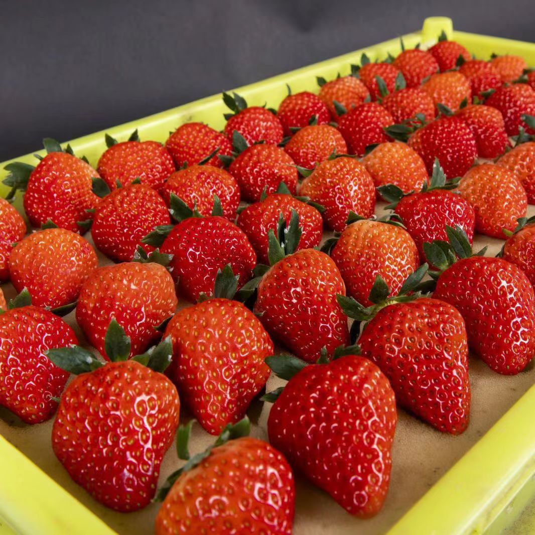 樱鲜 红颜草莓 5斤装 单果15-20g+ 64元（需用券）