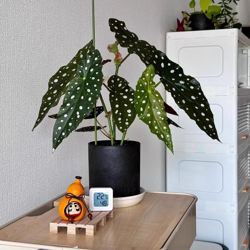 临雅 秋海棠盆栽福寿鳟鱼滇缅竹节客厅室内植物花卉好养活四季桌面绿植 