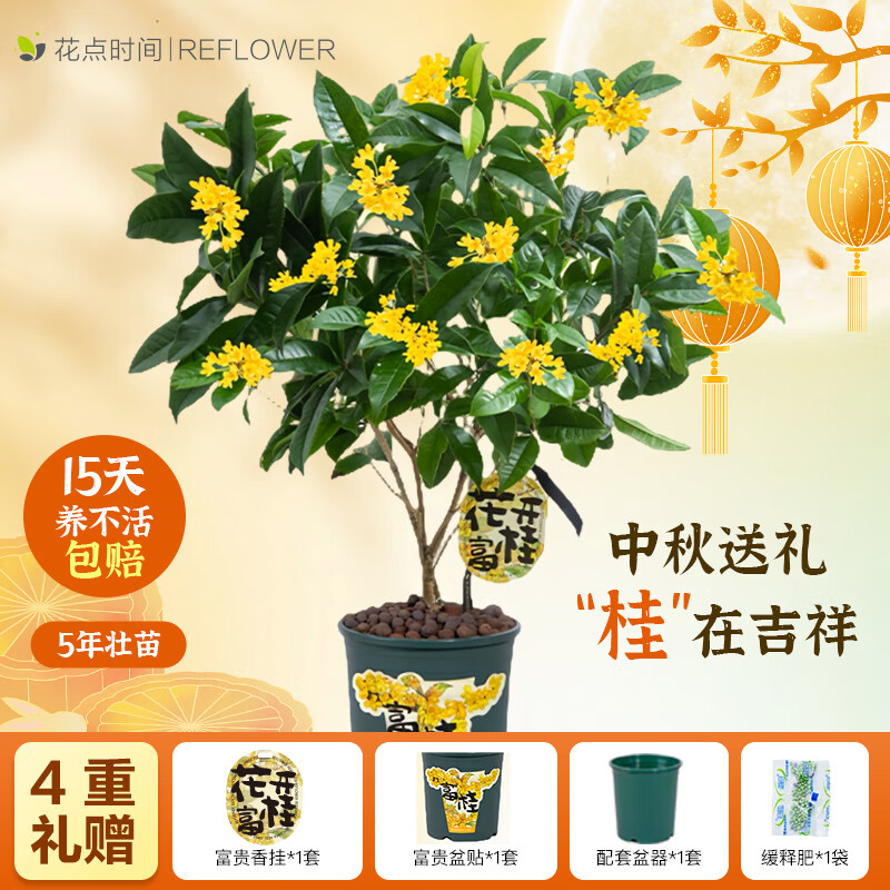 花点时间 四季桂花树盆栽 花开富桂 爆花款-5年壮苗 59.9元（需用券）