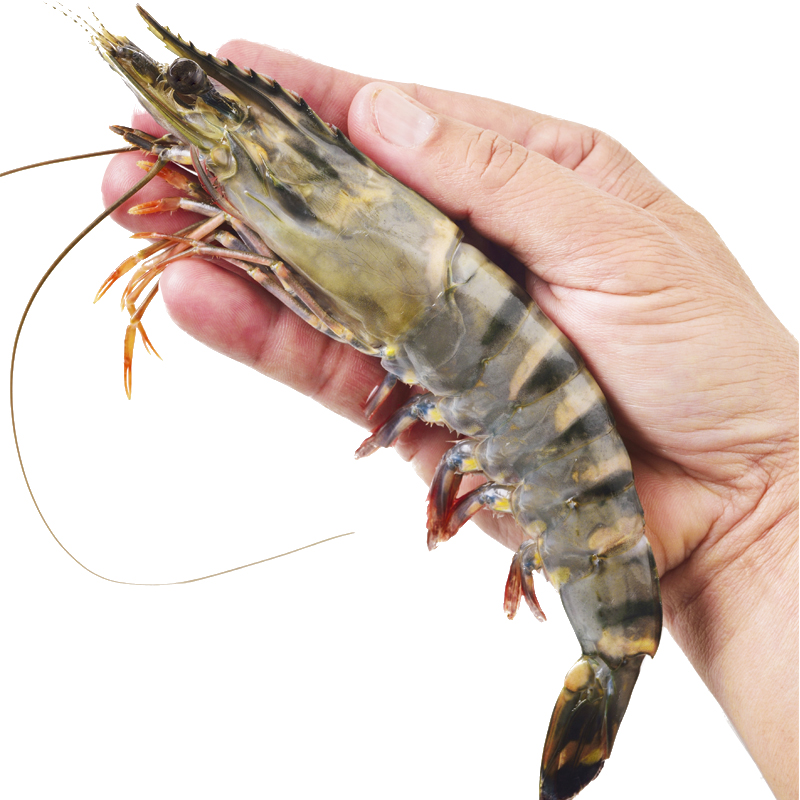 京东生鲜 泰国活冻黑虎虾（巨型限量款）1.8kg 32-40只/盒 礼盒装 269元（需用