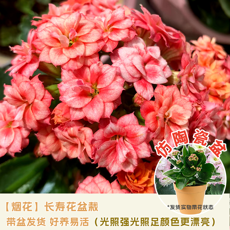 花点时间 精品长寿花 烟花 带花苞 棕色花盆 20厘米 23.65元（需用券）