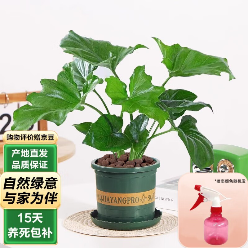 泰西丝 春羽植物桌面盆栽花卉绿植 小春羽3株+0.5塑料加仑盆+陶粒+1壶 25.67元