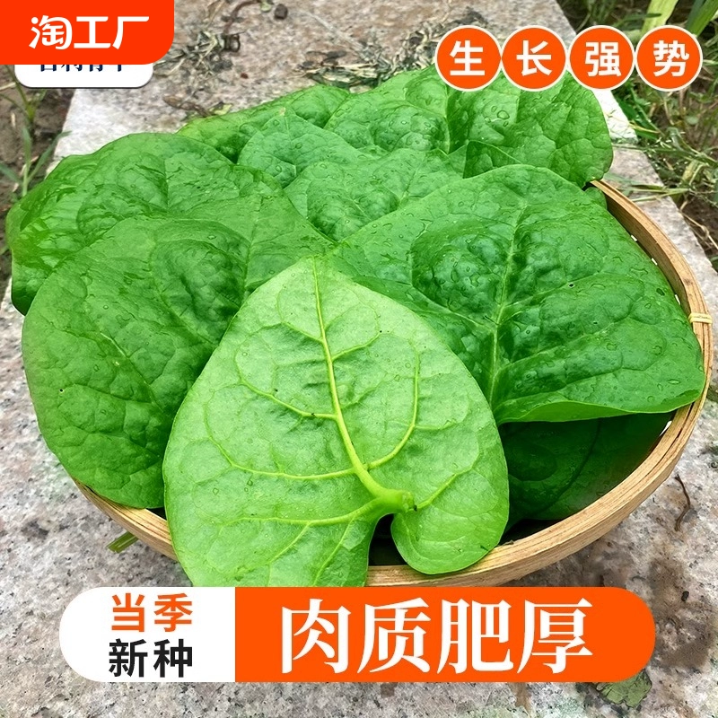 肥厚大叶木耳菜种子蔬菜种籽四季种孑夏季菜苗小青菜阳台盆栽菜种 ￥1.99