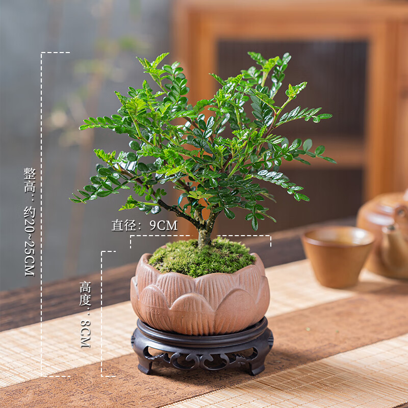 幼薇清香胡椒木盆栽办公室驱蚊绿植盆景迷你室内桌面小盆景四季好养 胡椒木+莲花陶瓷盆+圆形底盘 带盆栽好 9.9元(需领券)