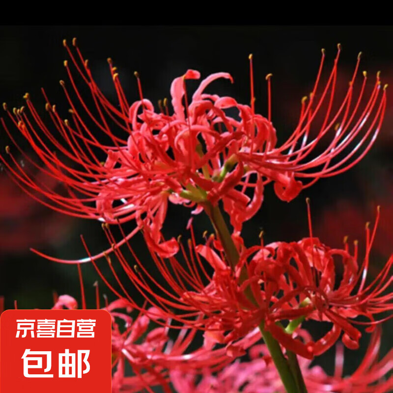 需抽卷:彼岸花种球石蒜多年生 3颗 0.01元