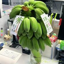 临雅 禁止蕉绿芭蕉办公室桌面绿植水培植物香蕉树盆栽水果室内可食用虑 