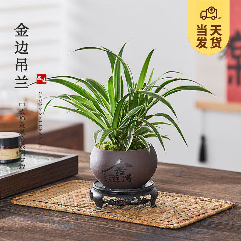 开时果 KaiShiguo Plants 金边吊兰盆栽 舍得紫砂盆+苔藓+底托 中式桌面绿植物 垂吊客厅 甲醛源头直发包邮 ¥4.95