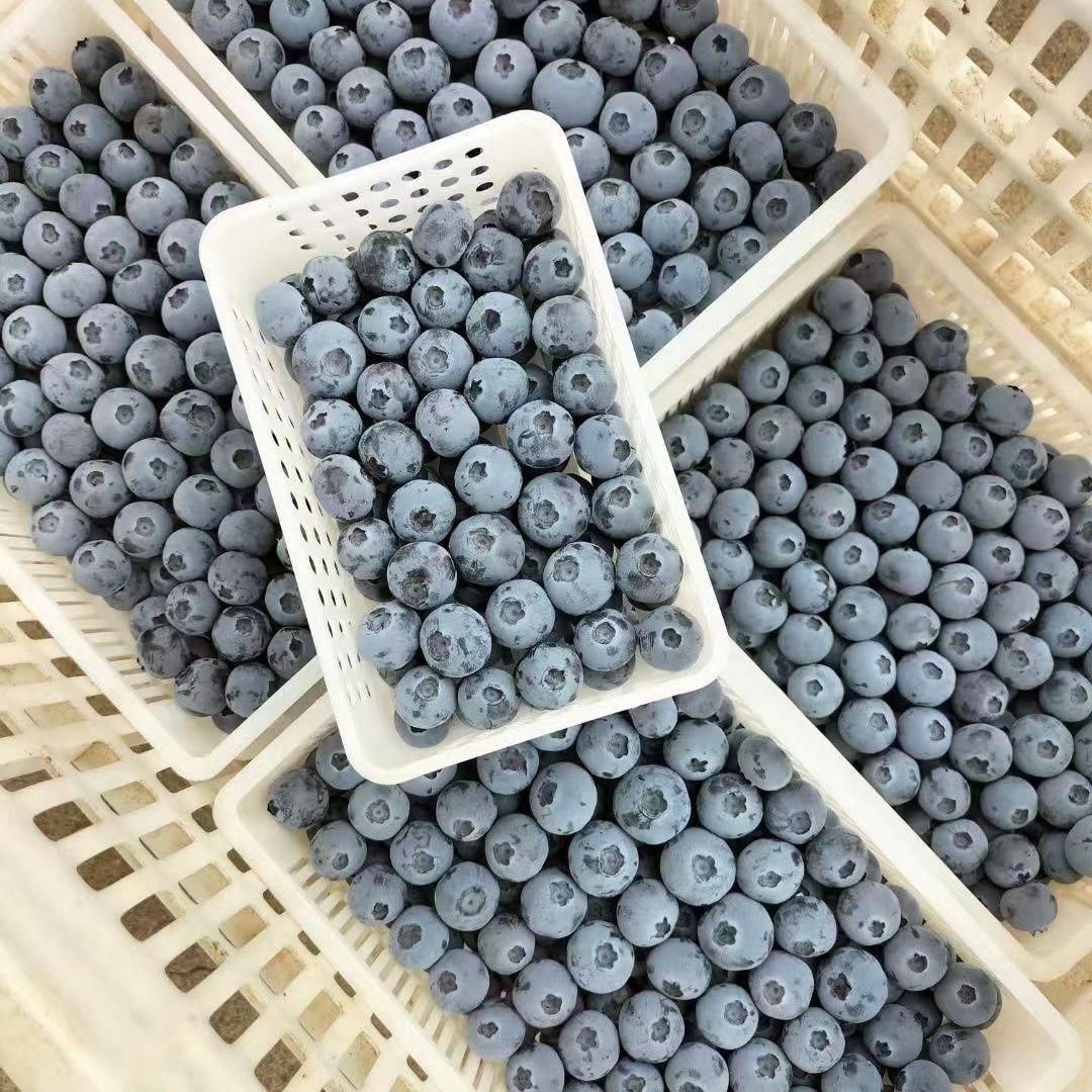 黄花地 特大果 蓝莓 125g*4盒 单果18-22mm 32.63元（需买3件，需用券）