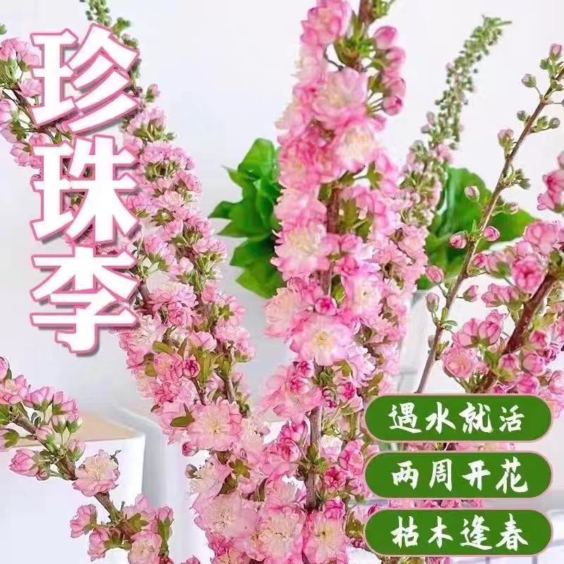 忻朵 水培鲜樱花 30cm 3枝 2.98元