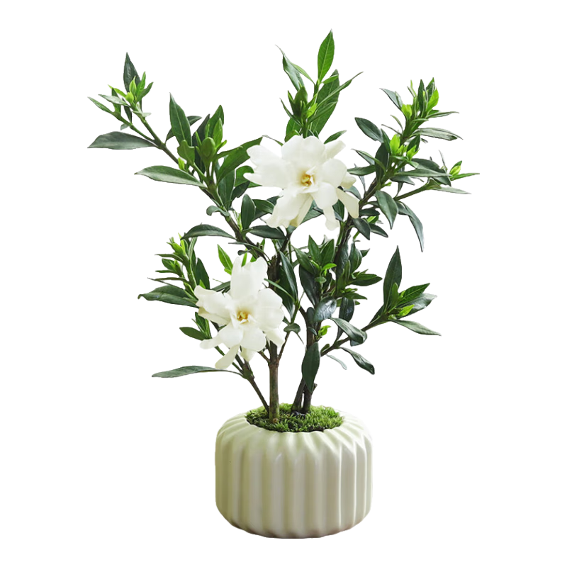 八芽 小叶栀子花-陶瓷竖纹盆-密胺托 8.9元