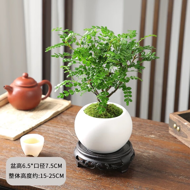 佰花锦 清香胡椒木盆栽 绿植九里香花卉四季常青盆景 胡椒木+陶瓷白圆盆+苔藓铺面 5.8元