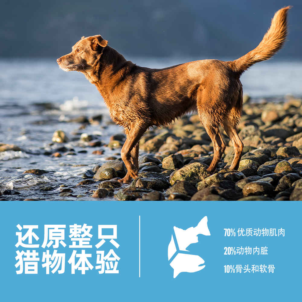 Orijen 渴望 六种鱼系列 全犬全阶段狗粮 6kg 683.75元