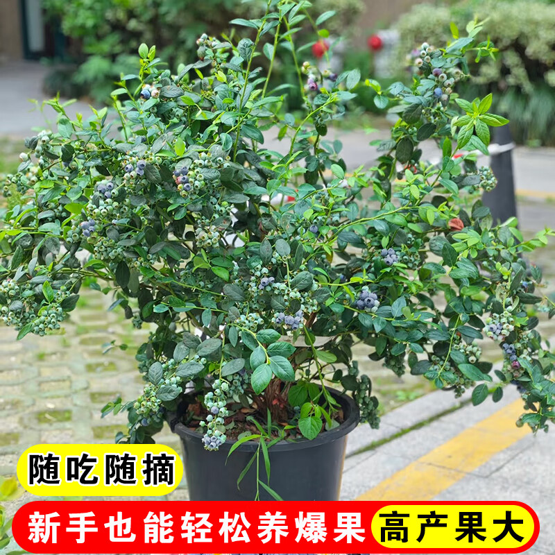 嫣蓝 蓝莓果树 4年苗 1棵 源头直发 19.42元（需用券）