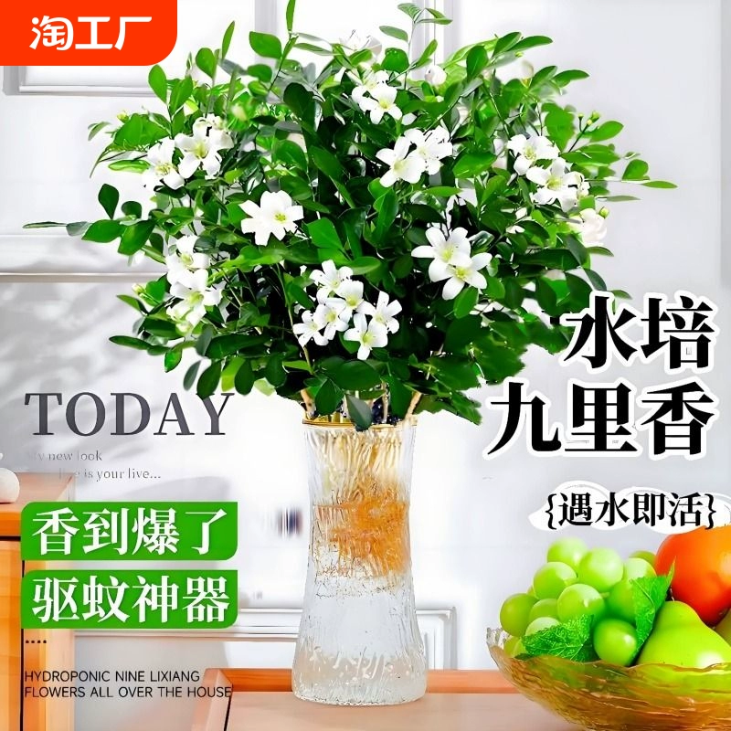 九里香盆栽水培植物驱蚊竹室内浓香茉莉花卉带花苞栀子花好养绿植 ￥2.79