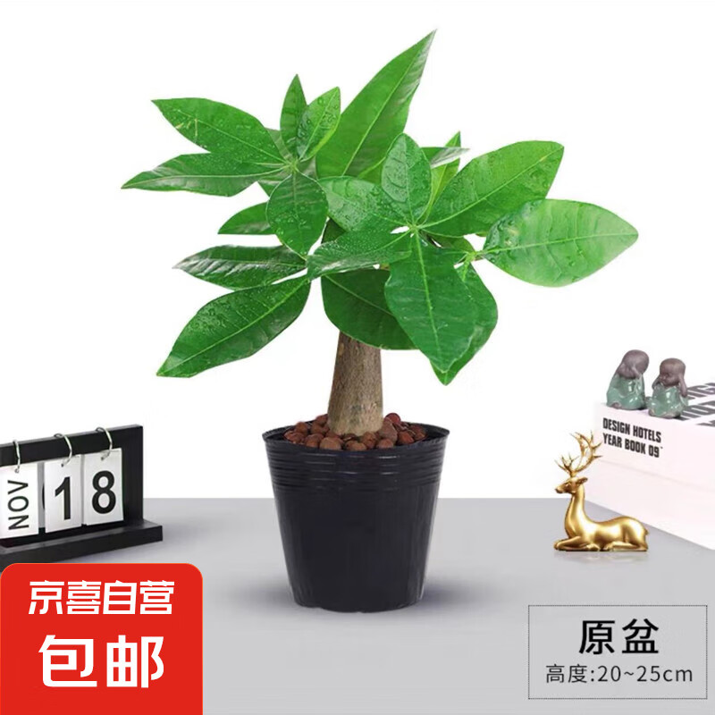 花瑶花 ⭐发财树盆栽鲜花绿植物办公室内吸甲醛绿萝文竹水培易养 单杆发财树 0.5元(需用券)