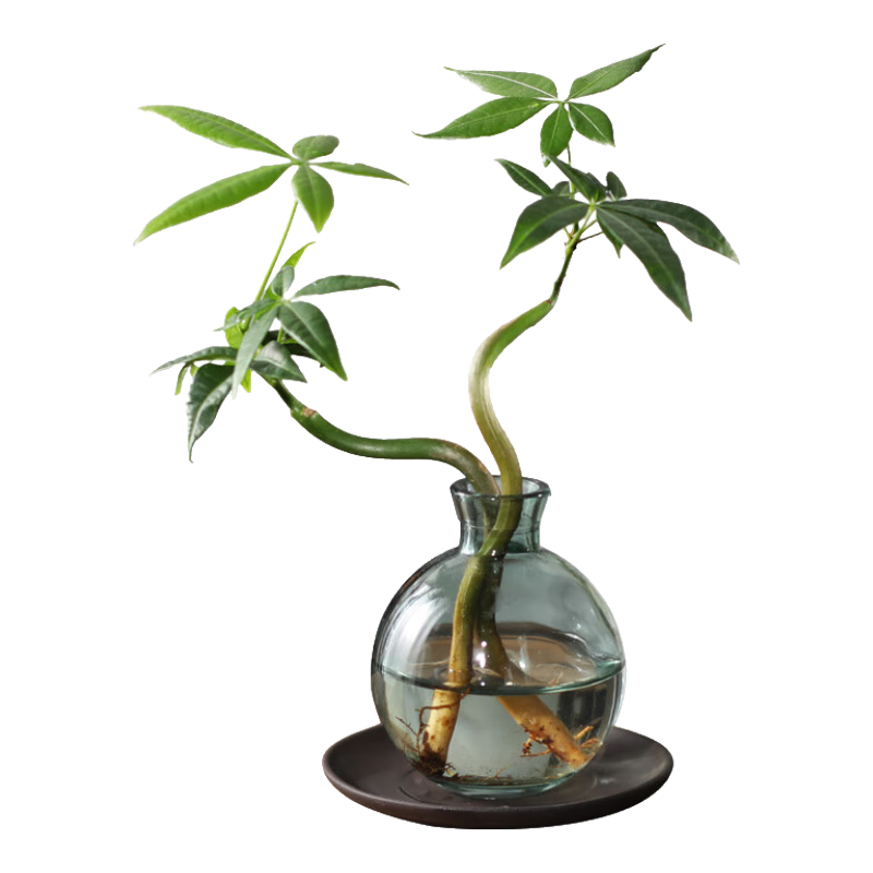 移动端、京东百亿补贴：八芽 发财树小盆栽花卉水培植物客厅桌面绿植室内