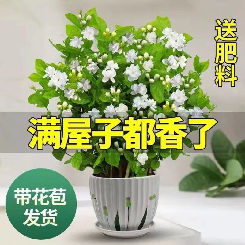 重瓣茉莉花盆栽浓香型带花苞带盆驱蚊绿植花卉室内阳台净化空气 茉莉6~8棵