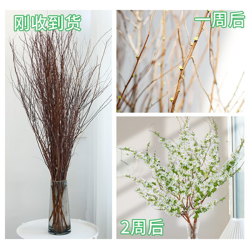 KaiShiguo Plants 开时果 雪柳 水培植物盆栽 10支 60cm 7.9元（需用券）