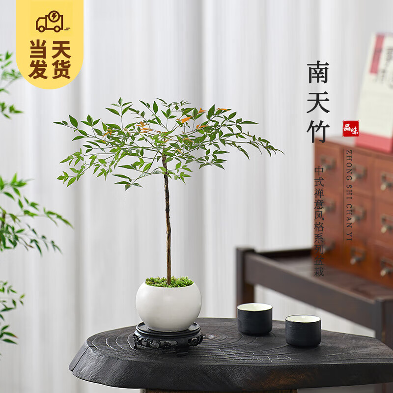 移动端、京东百亿补贴：KaiShiguo Plants 开时果 南天竹盆栽室内盆景 白玉圆陶