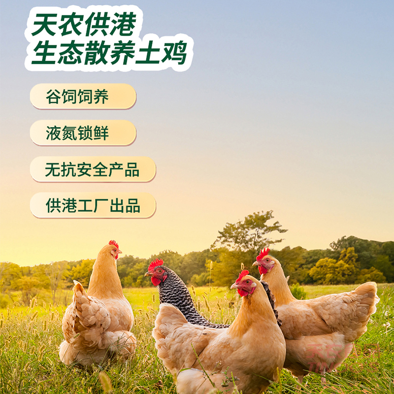 天农 清远供港走地鸡800g农家谷物土鸡 无抗散养90天童子鸡肉整鸡 48.37元