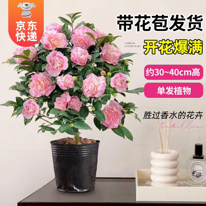 移动端：KaiShiguo Plants 开时果 山茶花盆栽 30-40cm 1盆 13.9元