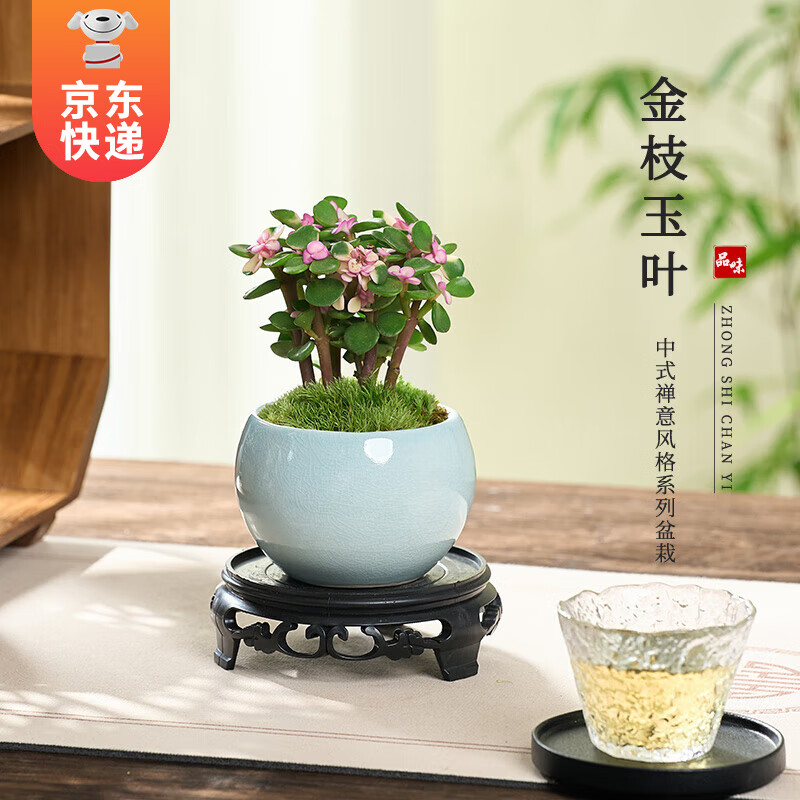 开时果 KaiShiguo Plants 金枝玉叶盆栽多肉植物 哥窑浅蓝盆+苔藓+底托 15.8元