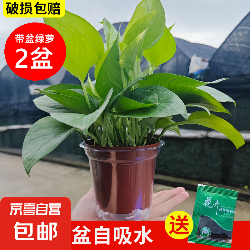 绿萝盆栽 室内植物花卉 20cm高 11cm盆口 吸水2盆 送肥料 1.9元（需用券）