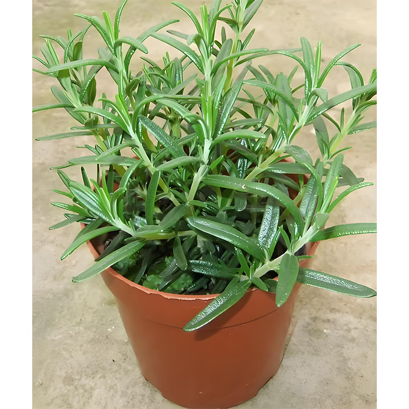 花瑶花 迷迭香苗盆栽可食用驱蚊植物香草薄荷苗绿植物室内煎牛排水培花卉 迷迭香原盆土一盆 盆径约12cm 含盆 2.49元(需买2件,需用券)