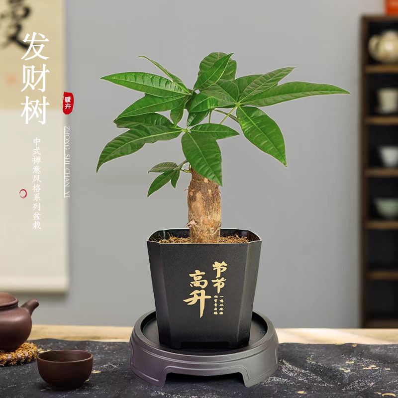 暖卉 发财树小盆栽室内植物办公室桌面装饰摆件客厅招财绿植净化空气 0.9