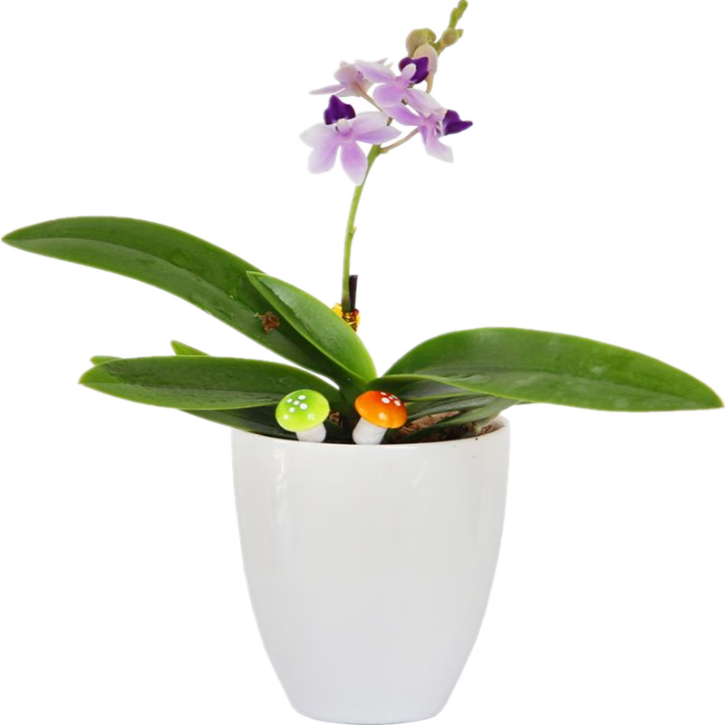 欧悟 蝴蝶兰花苗盆栽 帝王蝴蝶兰+透明原盆+原土 7.98元