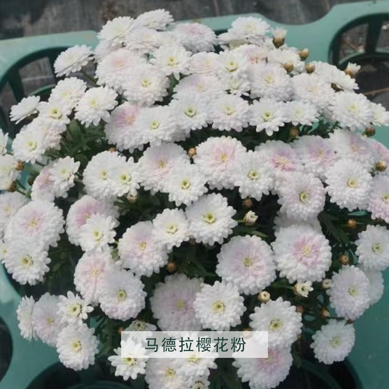 塔莎的花园 玛格丽特盆栽 带花花苗糖果粉 马德拉樱花粉140 11.8元（需领券