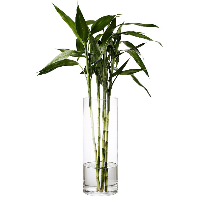 盛世泰堡 花瓶 北欧富贵竹百合透明水培玻璃插花器 直桶款25cm 18.9元