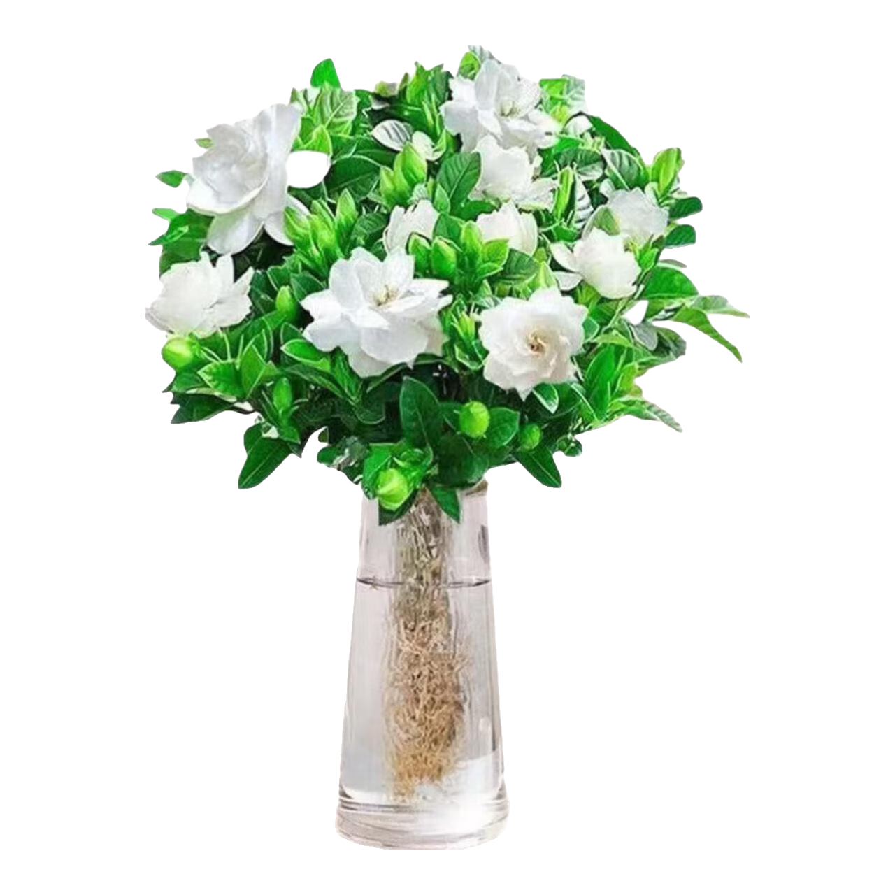 小盆栀子花盆栽 15-20cm【2株】浓香型栀子花【带花苞】10天开花 1元包邮
