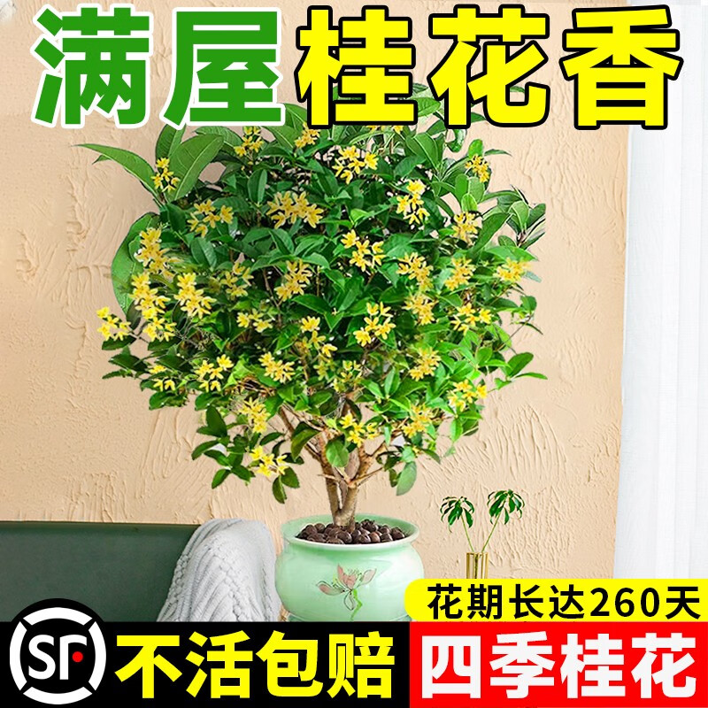 临雅 四季桂花约50cm-不含盆 6.8元（需用券）