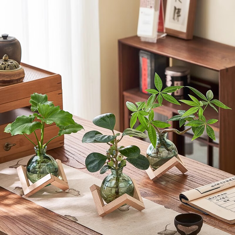 八芽 水培植物发财树小盼菩提桌面盆栽净化空气室内摆件办公室绿植花卉 